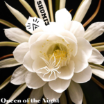 Queen of the Night cover art 2